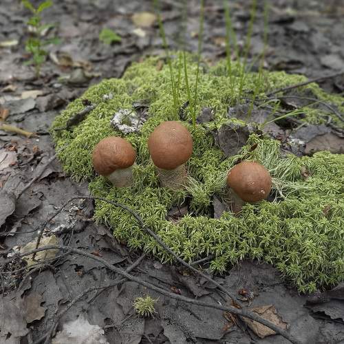 Photo #9266093