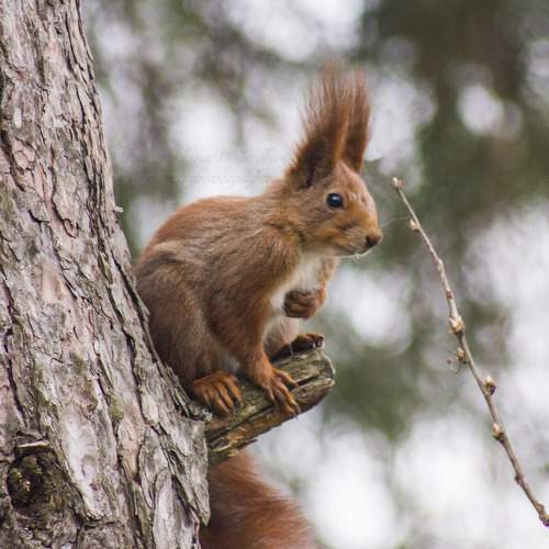 Photo #9266642