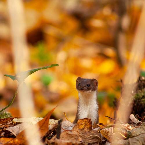 Photo #9266705