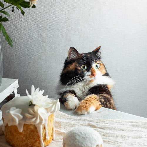 Photo #9266723