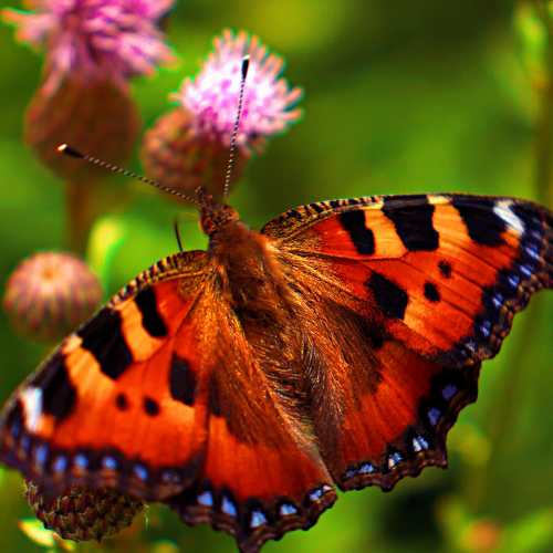 Photo #9267069