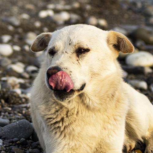 Photo #9268518