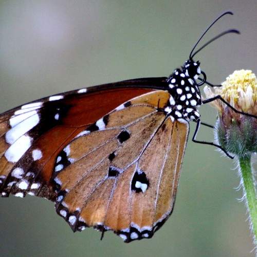Photo #9268957