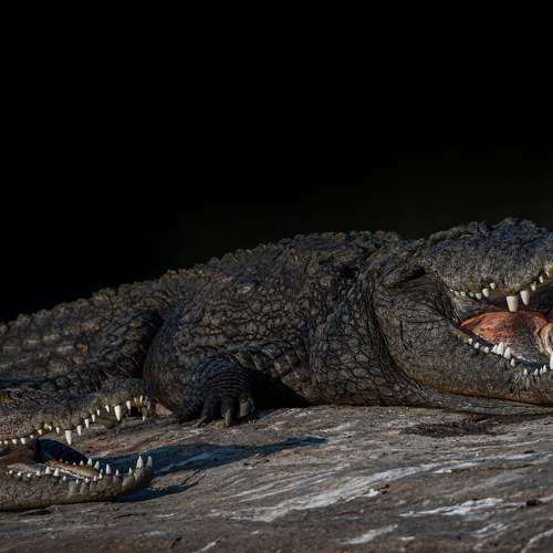 Photo #9269855