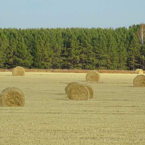 Photo #9270718