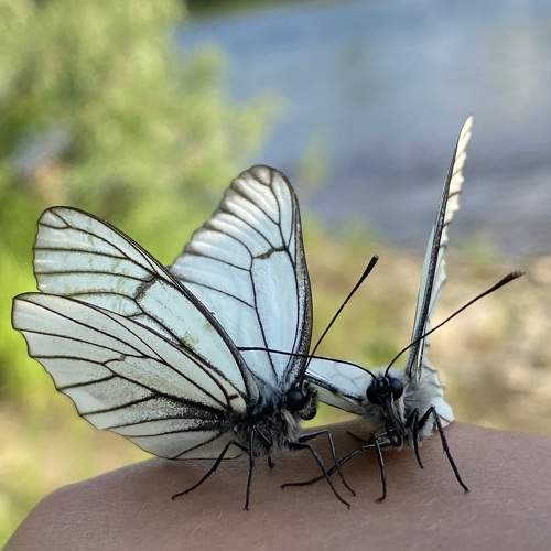 Photo #9273624