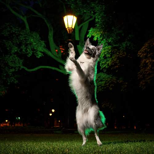 Photo #9274727