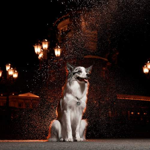 Photo #9274751