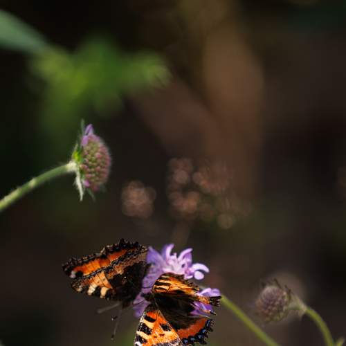 Photo #9275888