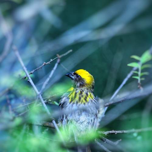 Baya weaver
