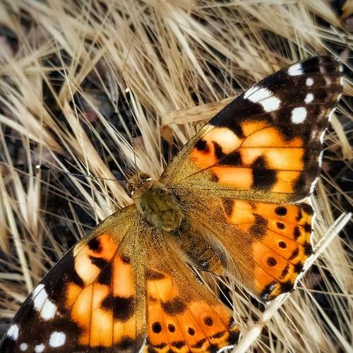 Photo #9278066