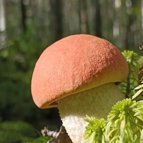 Photo #9278686