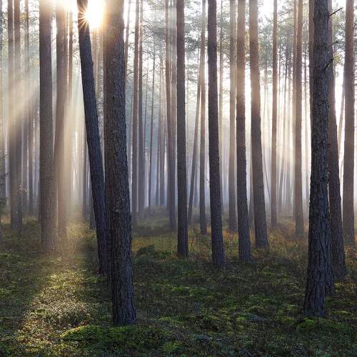 Morning in the forest