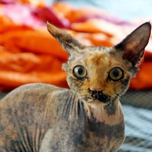 Photo #9282484