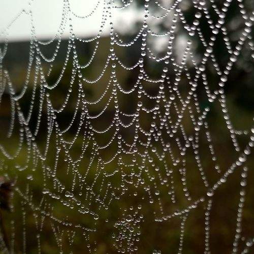 Rain drops on SpiderWeb