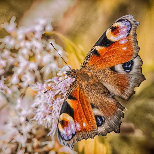 Photo #9282857