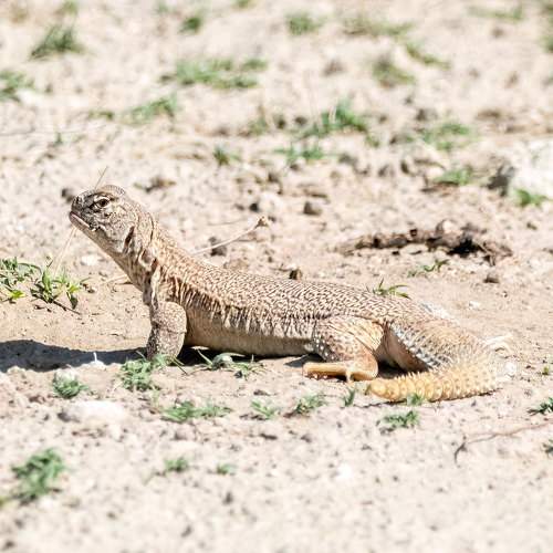 Spiny-Tailed Lizard