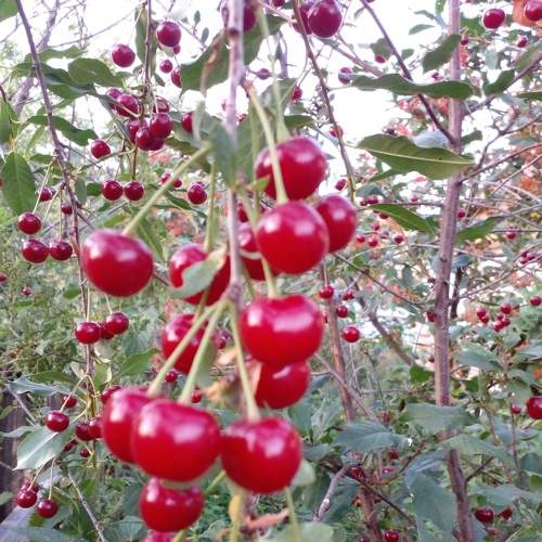 Photo #9285890