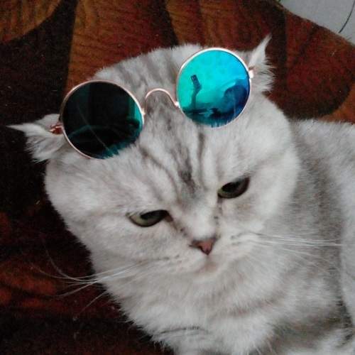 Photo #9285925