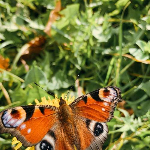 Photo #9285983