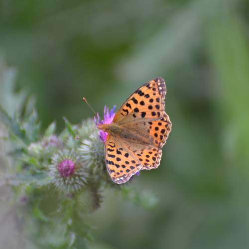 Photo #9288144