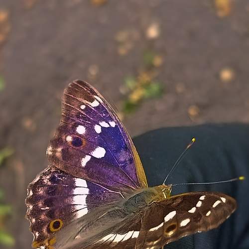 Photo #9288195