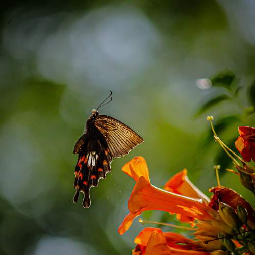 Photo #9288543