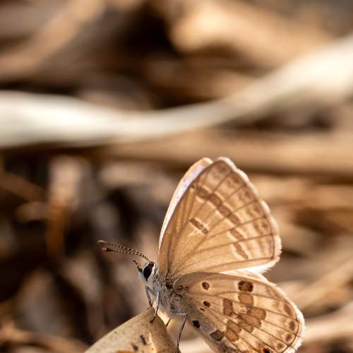 Beautiful Butterfly
