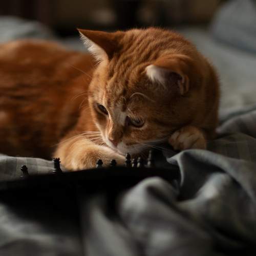 Фотография #9289652