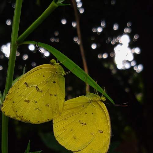 Photo #9290640
