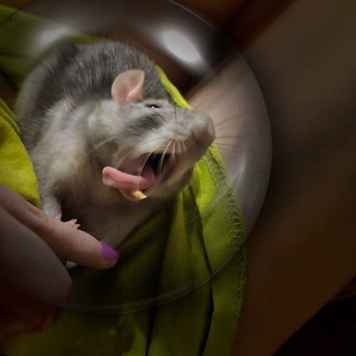 Photo #9290702