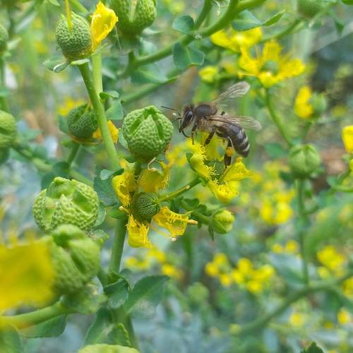 Worker Bee