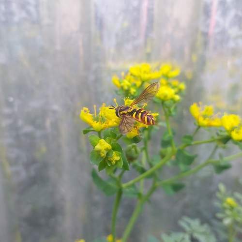 yellow strips Bee