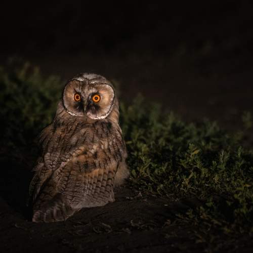 Фотография #9293271