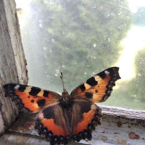 Photo #9293838