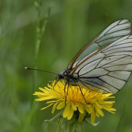 Photo #9294283