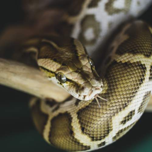 Photo #9294509