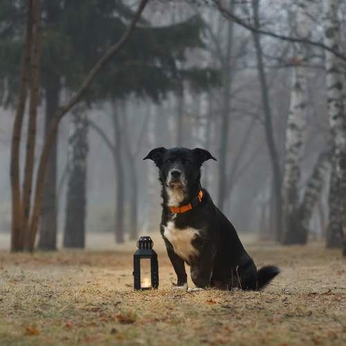 Photo #9294547