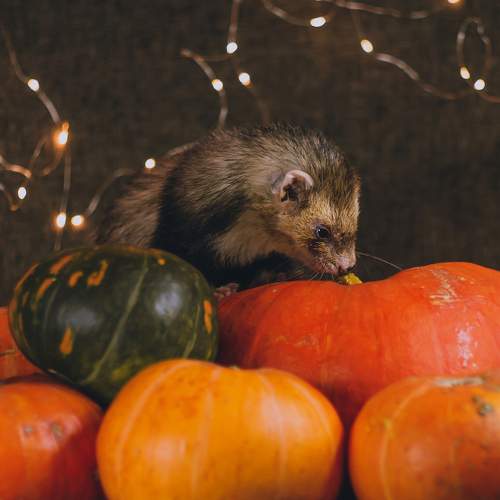 Photo #9294588