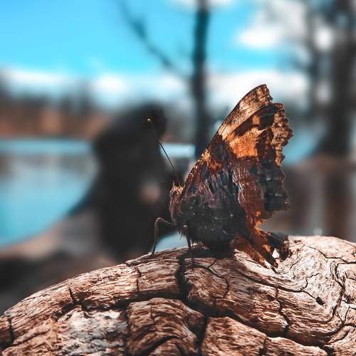 Photo #9295796