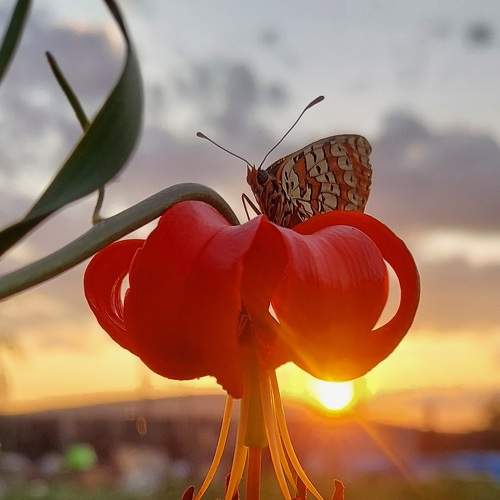Photo #9296125