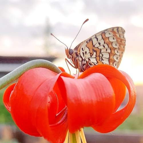 Photo #9297566