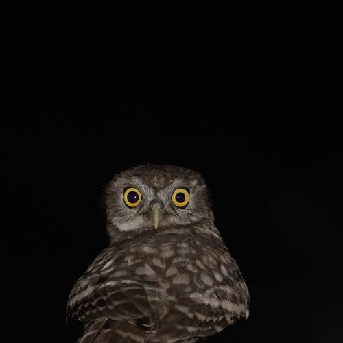 Photo #9298156