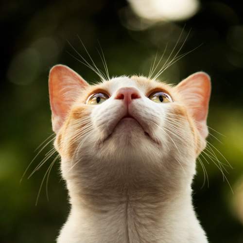 Photo #9298228