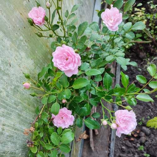 Photo #9298572
