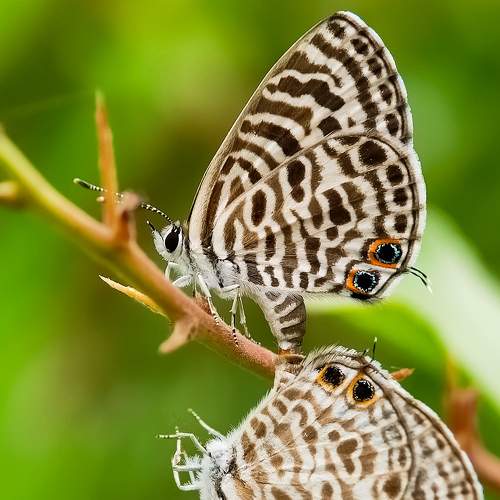 Photo #9298778