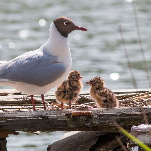 Photo #9299410