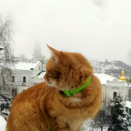 Photo #9301457