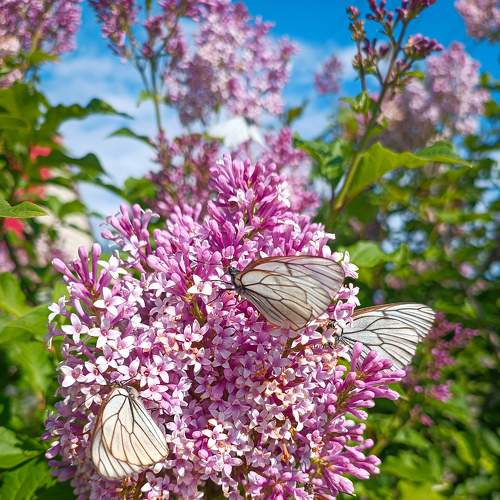 Photo #9301643