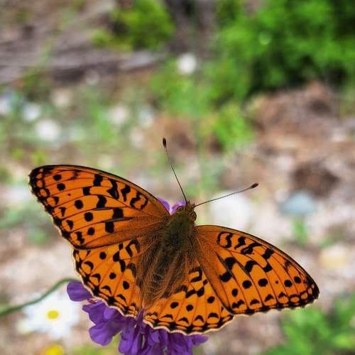 Photo #9301686